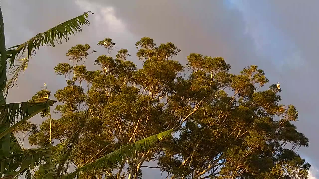 A Crackle of Cockatoos