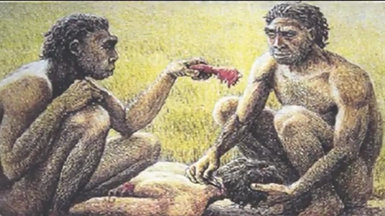Human Evolution