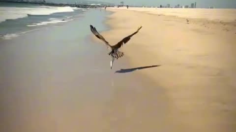 Sky King Vs Fish
