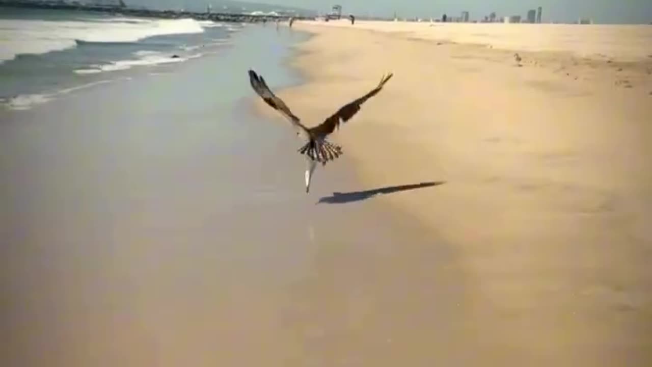 Sky King Vs Fish