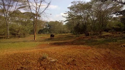 Kenya 2017