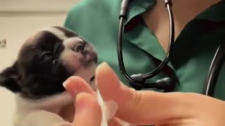 😂🐶 Puppy’s Priceless Reaction to Medicine! Wait for It... | FunFM