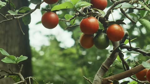 Pruned To Grow 🪴 Stronger