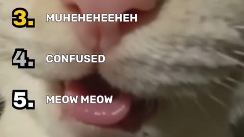 Ranking Funniest Cat