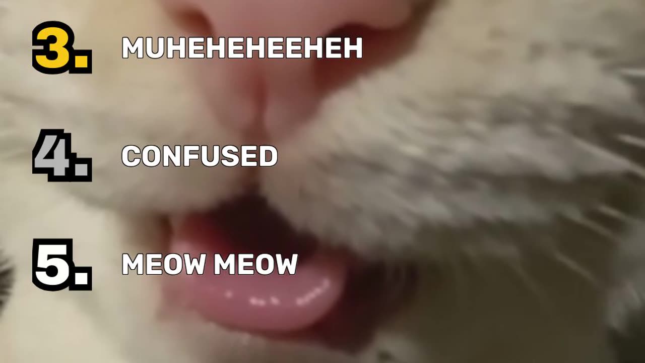 Ranking Funniest Cat