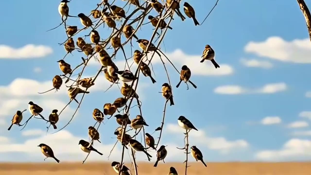 So many birds here