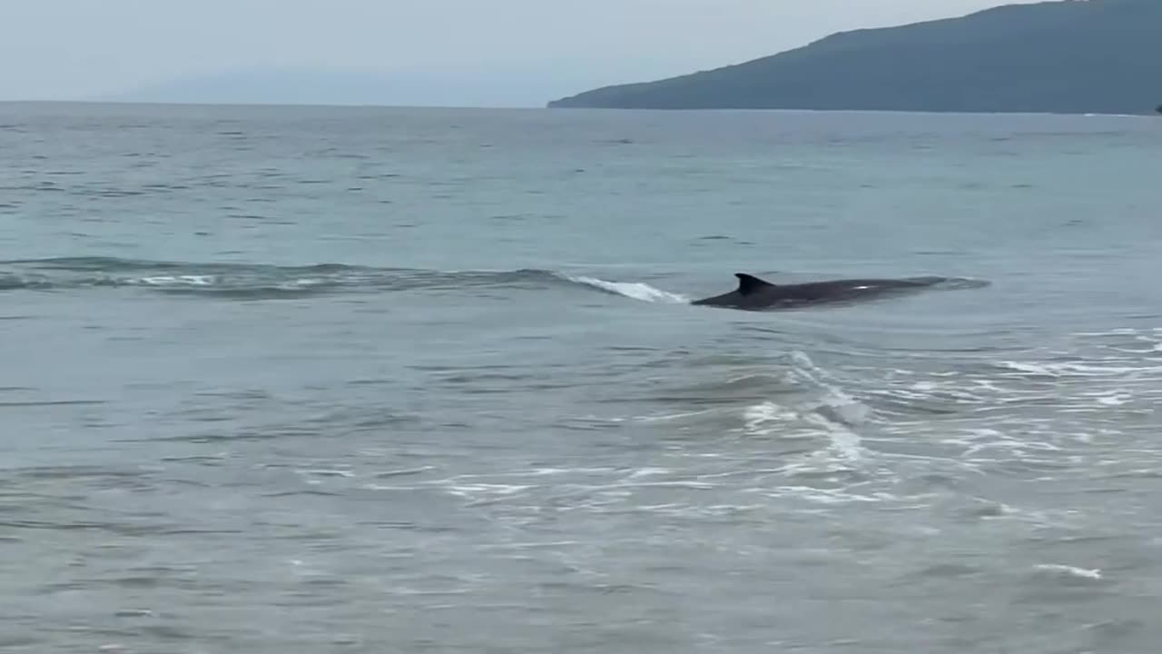Beach Community Help Push Dolphin Back To Sea