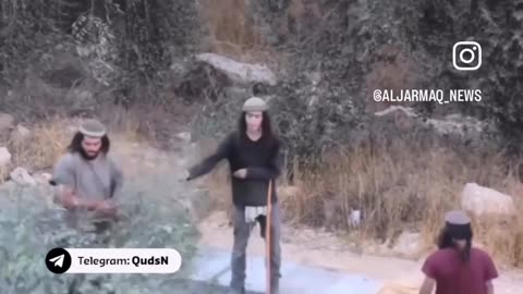 Watch| Israeli settlers rampage, open fire, and steal the olive harvest from Palestinian lands