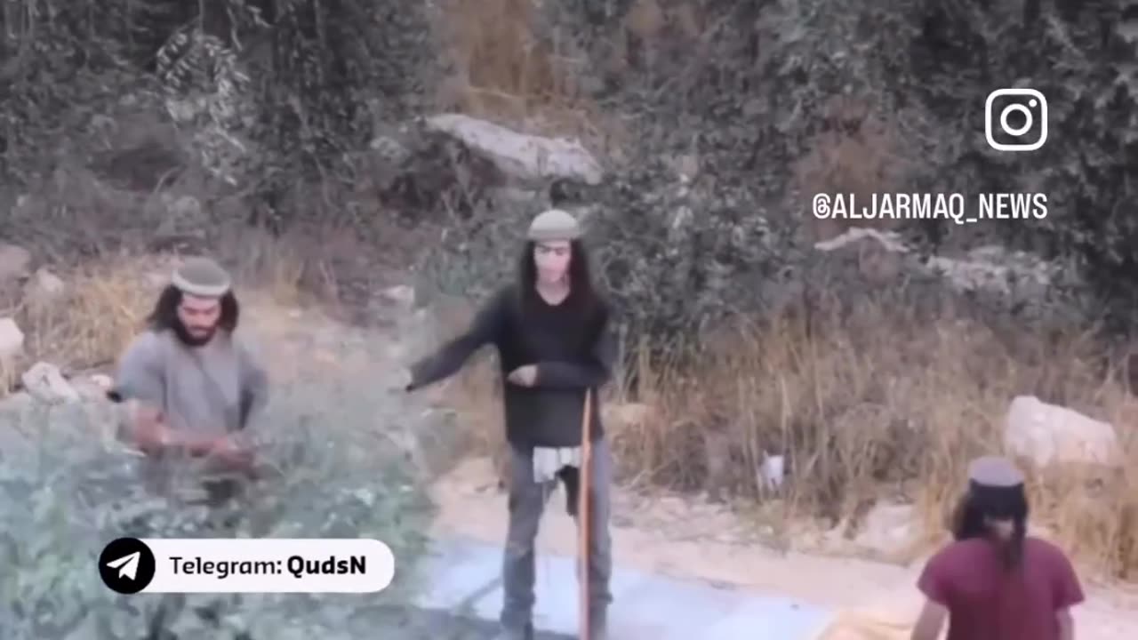 Watch| Israeli settlers rampage, open fire, and steal the olive harvest from Palestinian lands