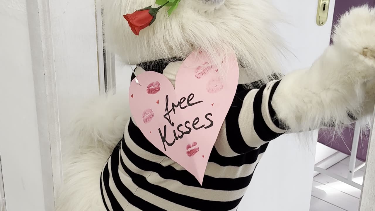 Samoyed Offers Free Kisses for Valentine's Day