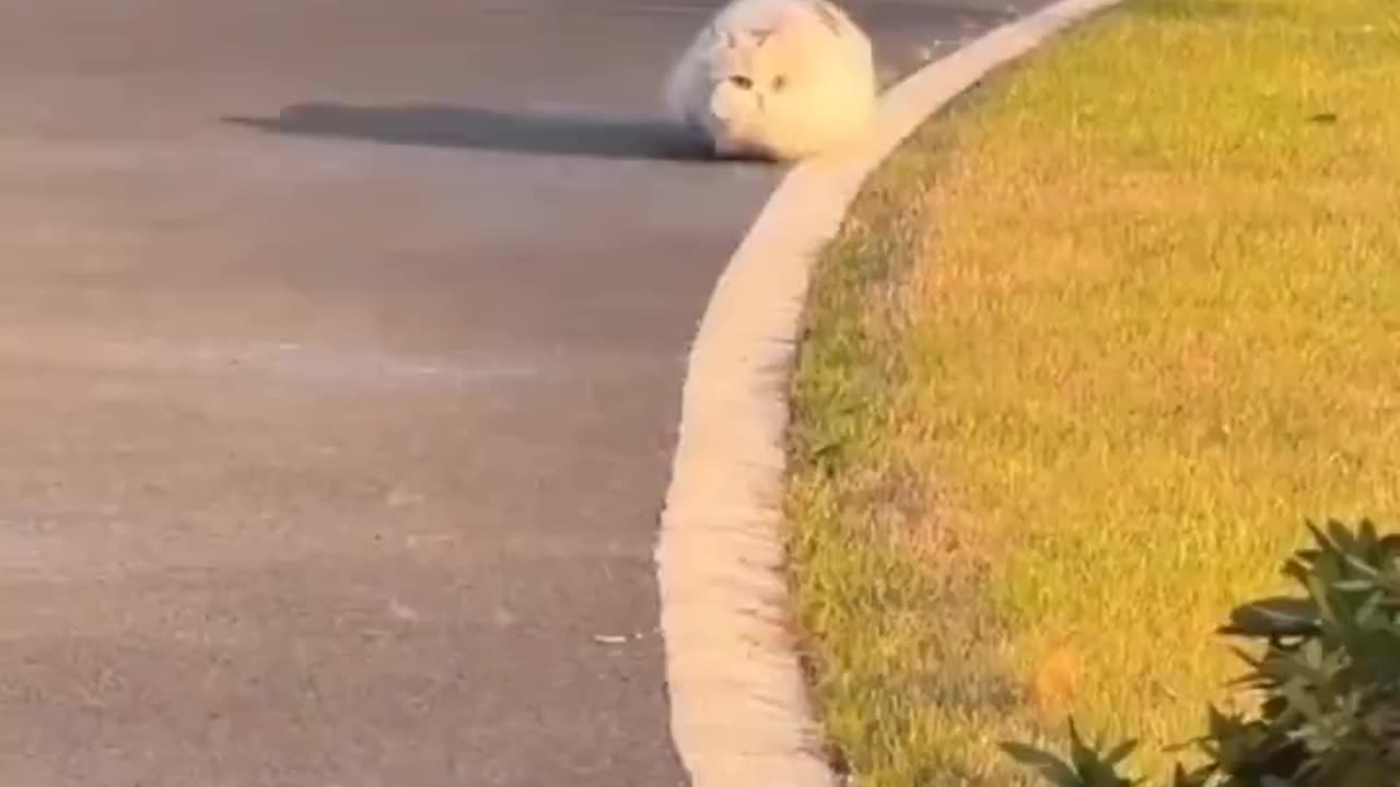Short Strides