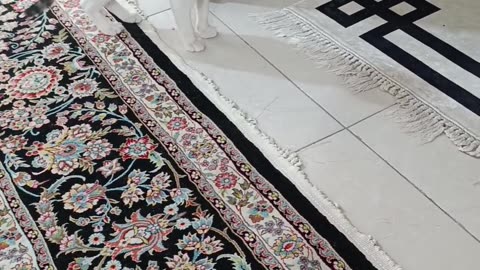 پیشولی مهمان خانه ما😺😺