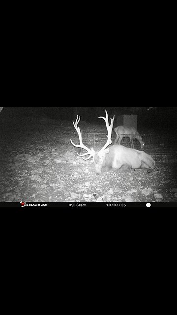 Trail Cam Pics 10/09/2025