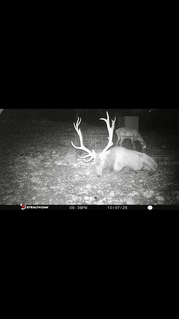 Trail Cam Pics 10/09/2025