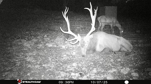 Trail Cam Pics 10/09/2025