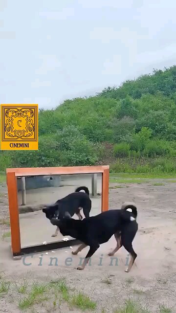 angry dog🐕and his mirror image
