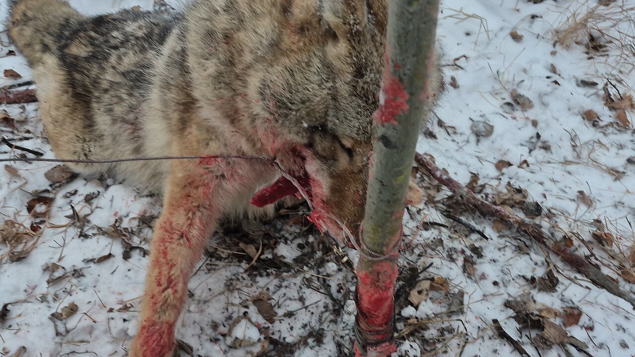 Coyote Down
