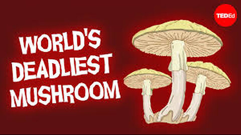 This mushroom will kill you before you know what’s happening