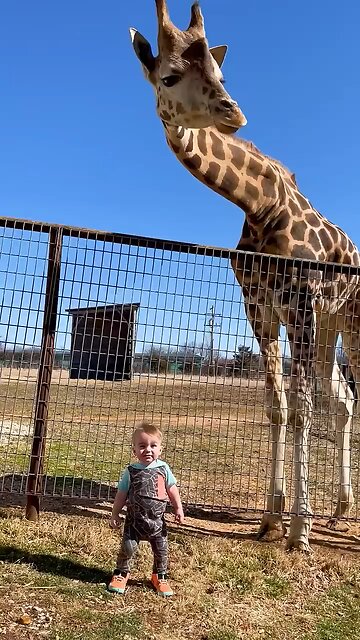 Cute Giraffe Gives Baby Smooches!😘