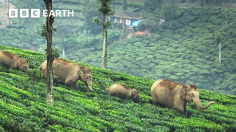The Elephant Guy Saving Elephants in India