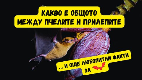 Любопитни факти за прилепите ❤️🦇