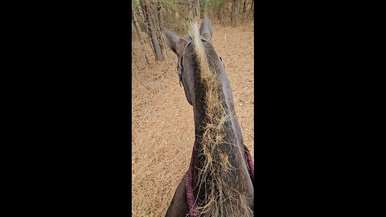 ♥️👀Antler🐎 alert!👀♥️