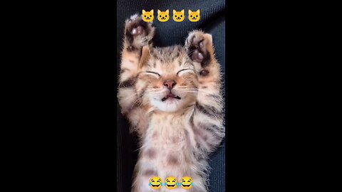 Kitten Sleep - Cute Kitten - Relaxing Kitten