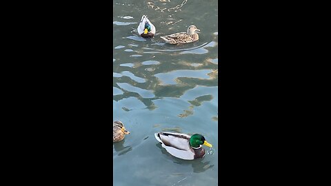 Mallard Ducks 🦆 #mallardducks #swimming #ducks #duck #shorts #followme #trending #viral