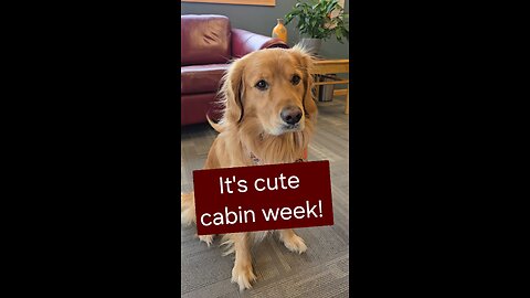 Oh, this one is adorable!