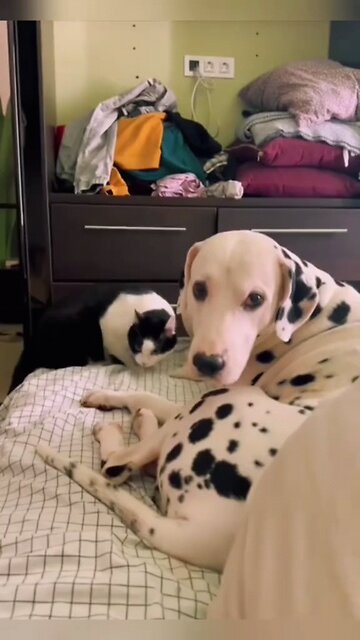 funny Animals Try not to laugh