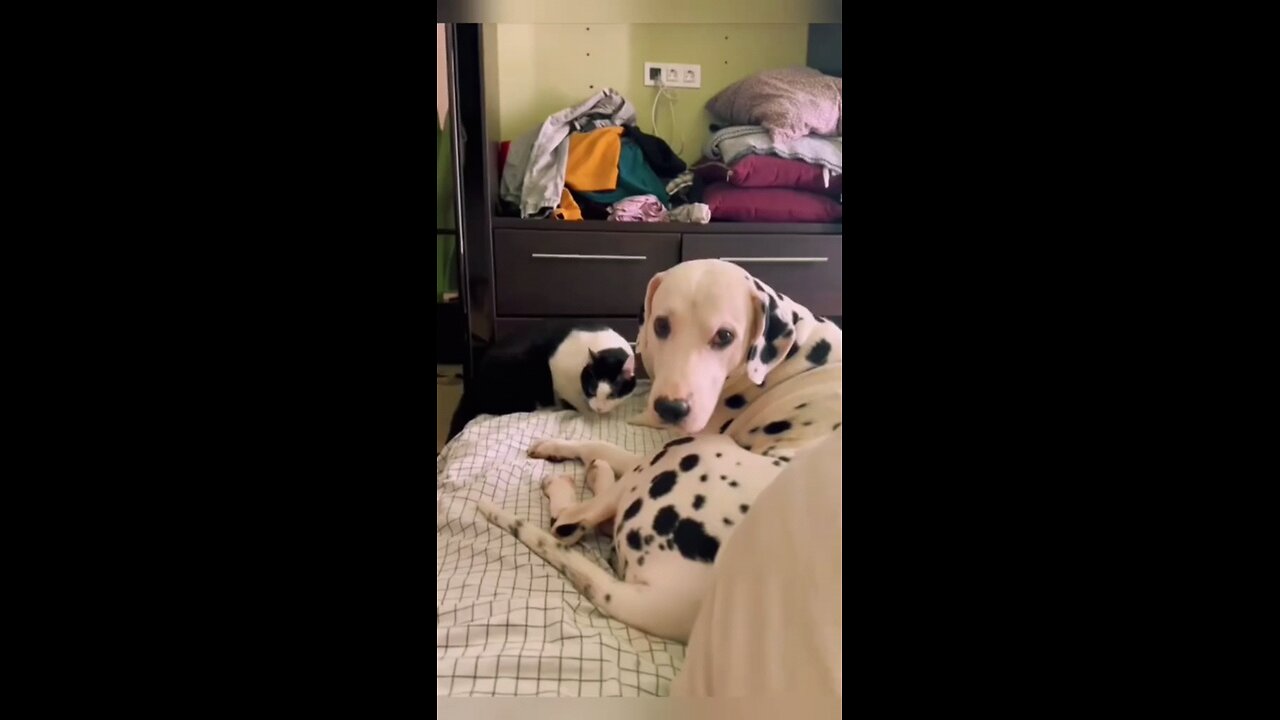 funny Animals Try not to laugh