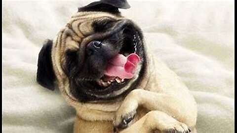 FUNNIEST Viral Dogs EVER!!