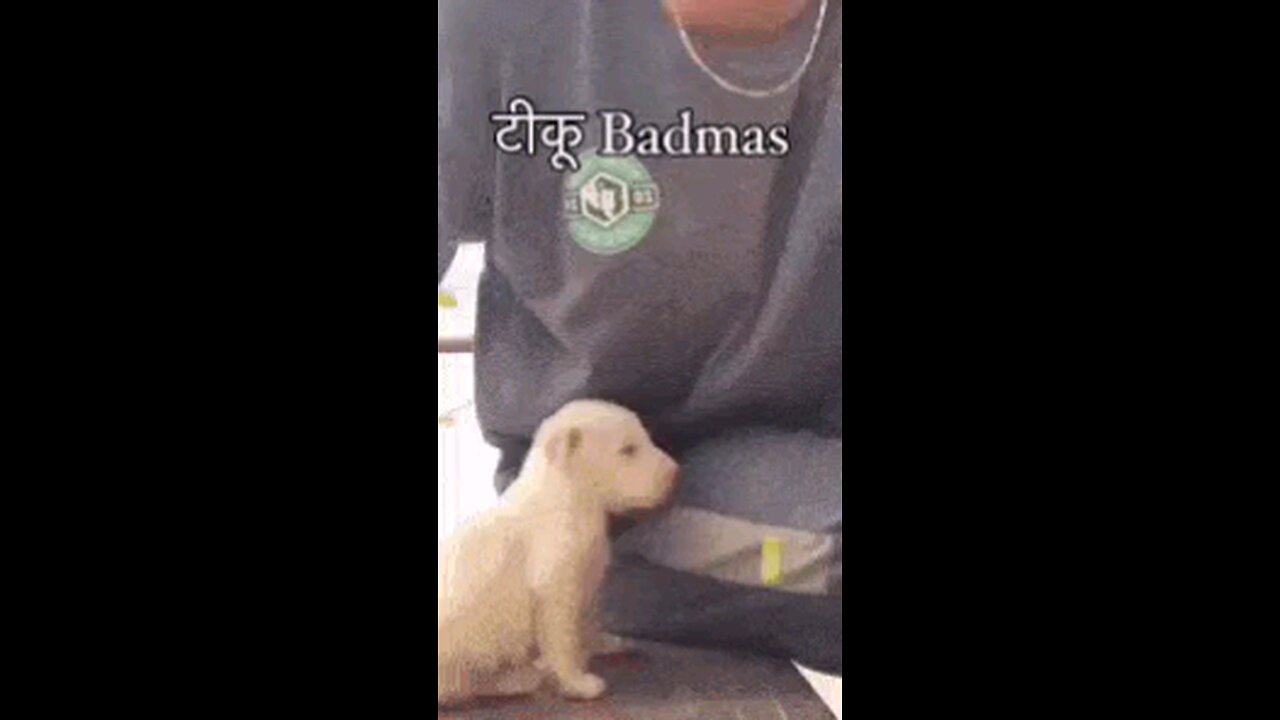 DOG BAD*SS 🐕 🛷 🐶 🦮 🐕🦺 🐩 🐕