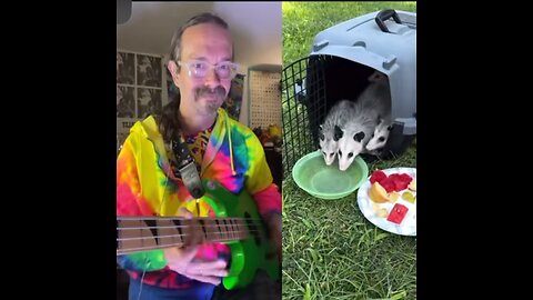 Possums Lickin’ the bass