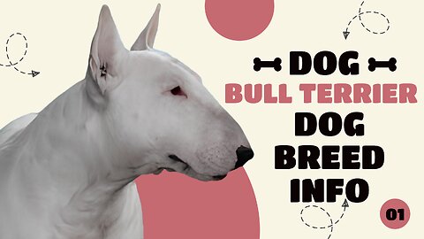 Bull Terrier Essentials: A Comprehensive Guide to Breed Information