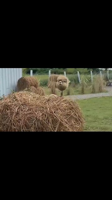 Alpaca Without Its Wool