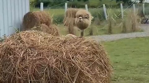Alpaca Without Its Wool