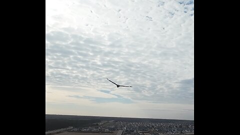 🦅 Run Rudolph Run & Rockin' Around The Christmas Tree 🦅