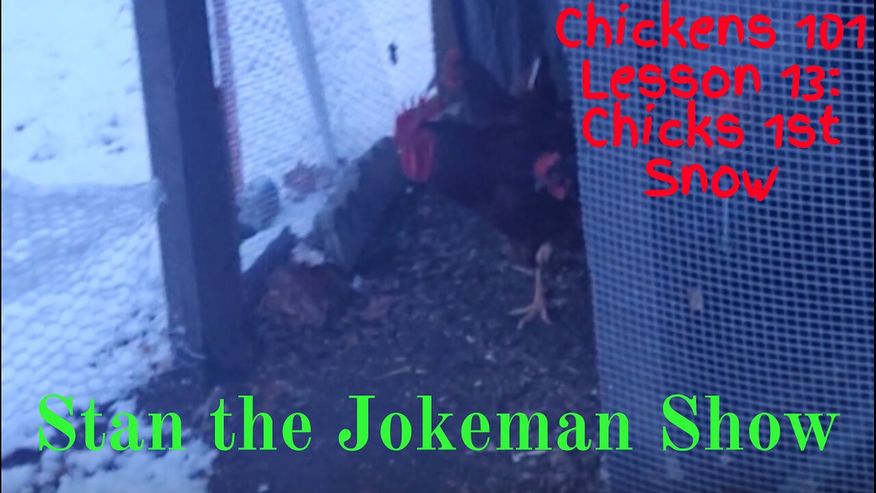 Chickens 101 Lesson #13: Chickens First Snow & How to Keep 'Em Comfy