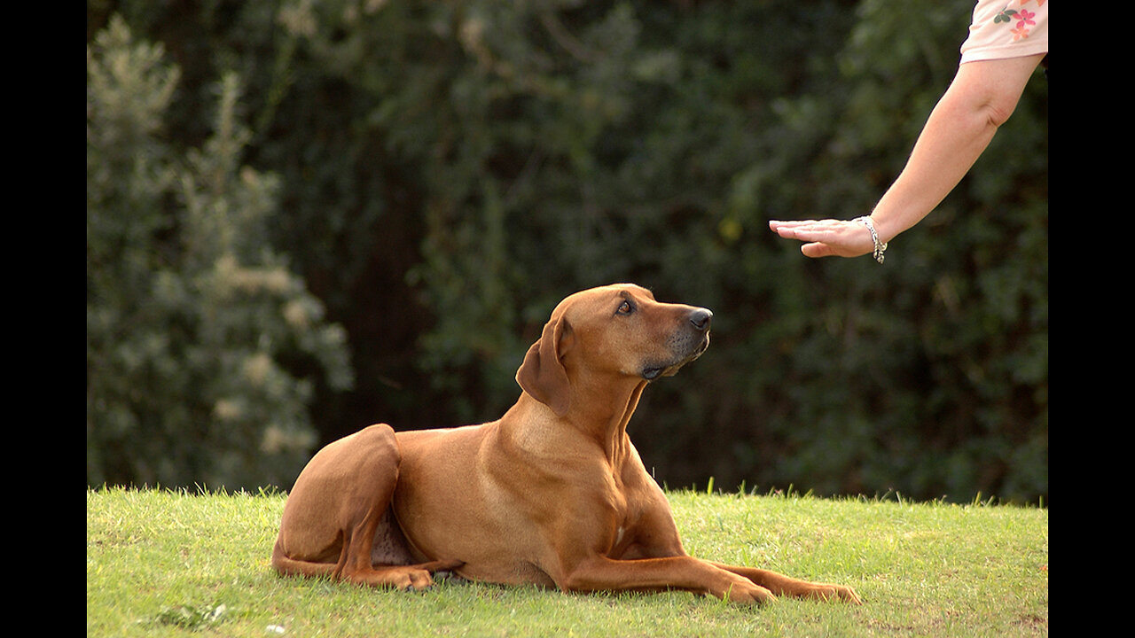 Dog Traing -Brain Training for Dogs - Unique Dog Training Course!