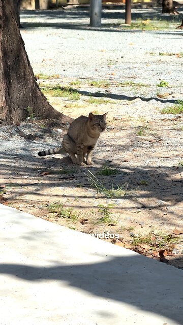 Cute Street Cat Enjoying a Sunny Day ☀️🐾