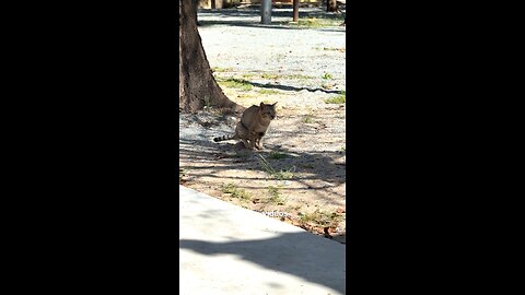 Cute Street Cat Enjoying a Sunny Day ☀️🐾