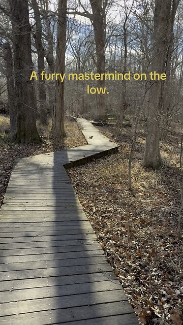 Silently Maniacal Squirrel: Rumble Shorts Nature