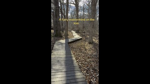 Silently Maniacal Squirrel: Rumble Shorts Nature