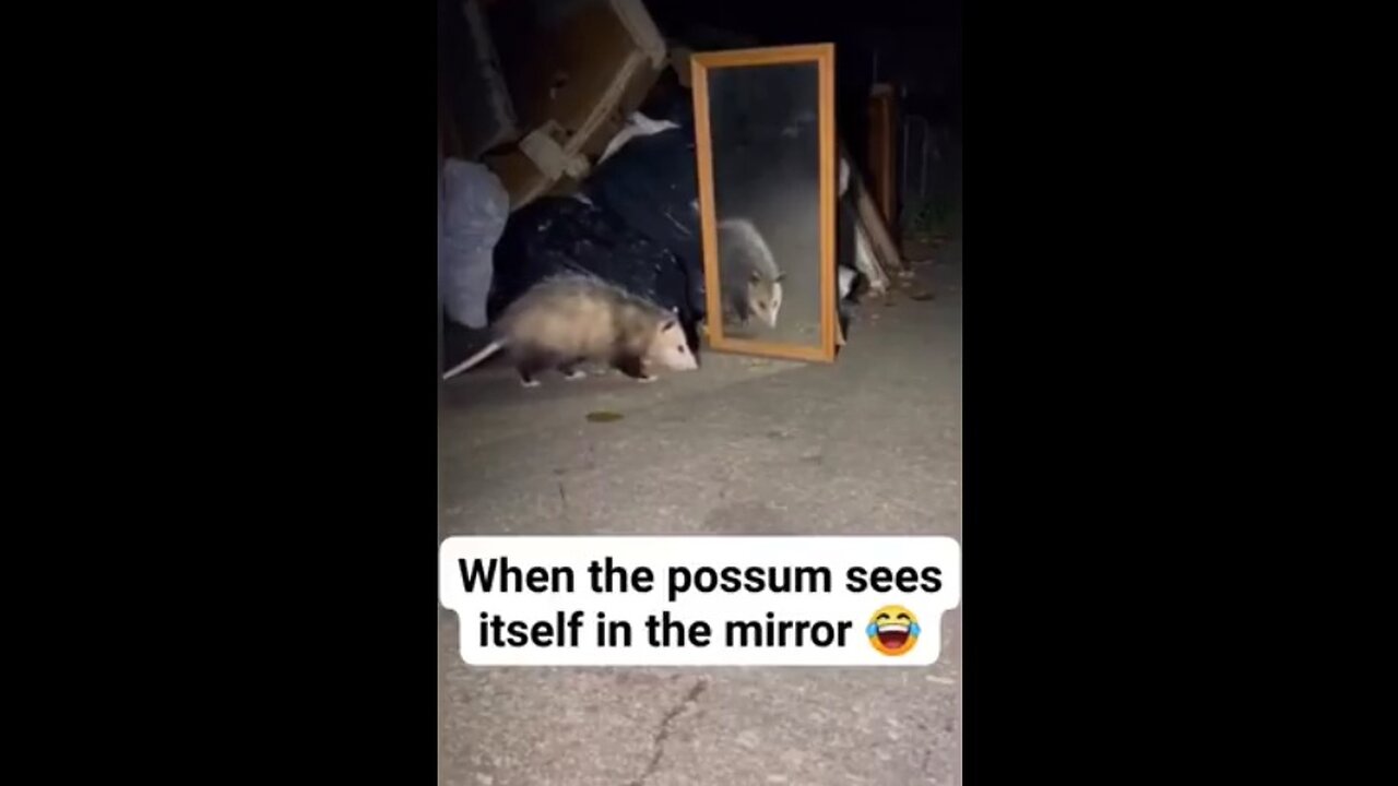 When a Possum Sees Itself in a Mirror