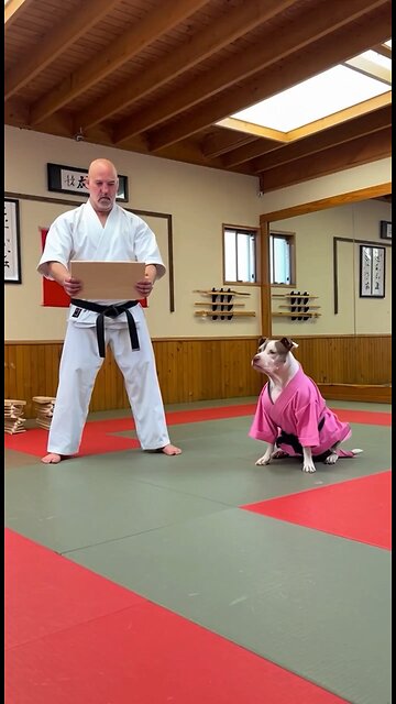 Pitbull Karate Montage