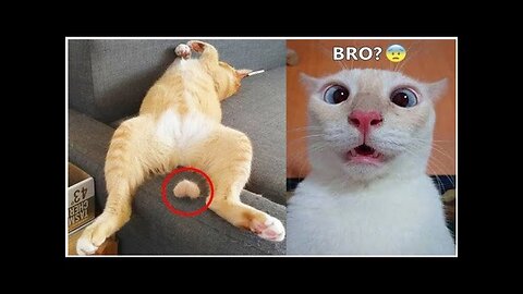Funny Cats And Dogs 2025 😂 Funny Animals video