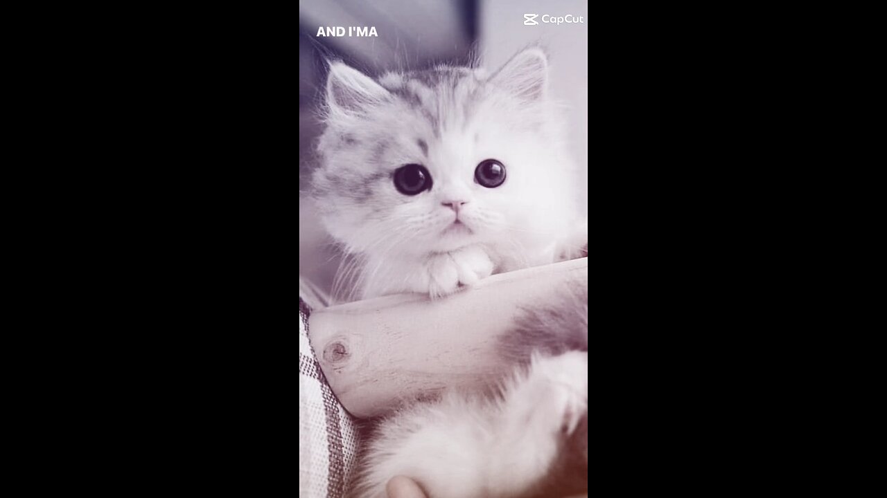 Cat edit 1