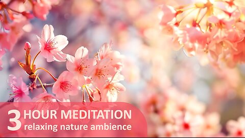 3 Hours Of Birdsong In A Sakura Garden | Relaxing Ambience For Mediation