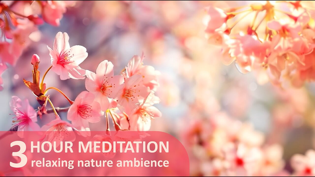 3 Hours Of Birdsong In A Sakura Garden | Relaxing Ambience For Mediation
